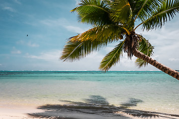 Image showing Paradise tropical beach and lagoon in Moorea Island