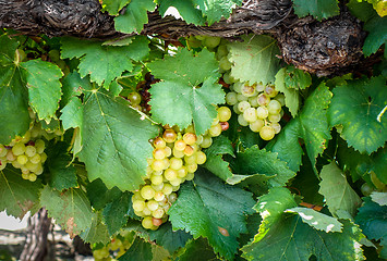 Image showing Bunch of grape in a vine