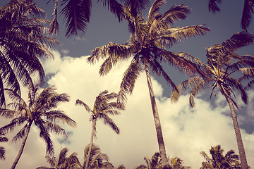 Image showing Palm trees on Anakena beach, easter island