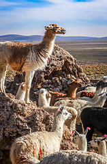 Image showing Lamas herd in Bolivia