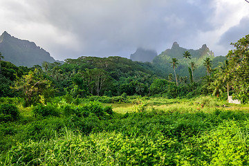 Image showing Moorea island jungle and mountains landscape