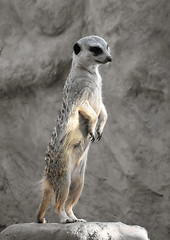 Image showing Suricate on a rock