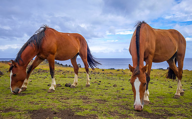 Image showing Horses on easter island cliffs