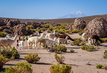 Image showing Lamas herd in Bolivia