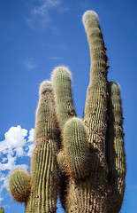 Image showing giant cactus in the desert, Argentina