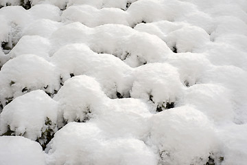 Image showing snow on the bushes