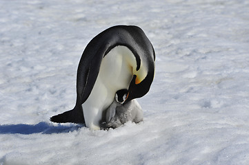 Image showing Emperor Penguins with chick