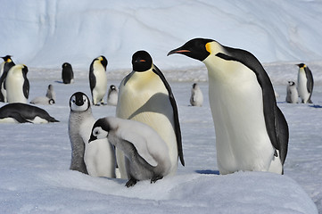 Image showing Emperor Penguins with chicks