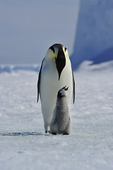 Image showing Emperor Penguin with chick