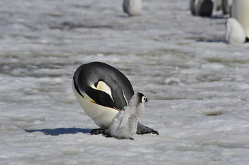 Image showing Emperor Penguins with chick