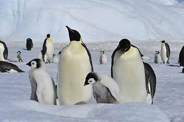 Image showing Emperor Penguins with chicks