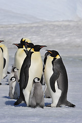 Image showing Emperor Penguins with chicks