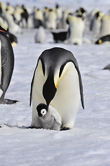 Image showing Emperor Penguins with chick