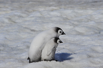 Image showing Emperor Penguin chicks in Antarctica