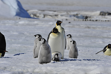 Image showing Emperor Penguins with chicks