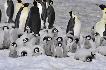 Image showing Emperor Penguins with chicks