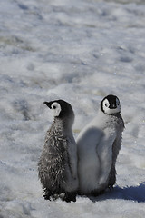 Image showing Emperor Penguin chicks in Antarctica