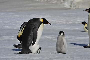 Image showing Emperor Penguins with chicks