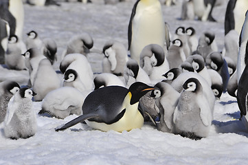 Image showing Emperor Penguins with chicks