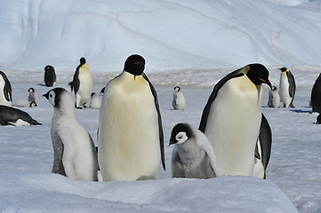 Image showing Emperor Penguins with chicks