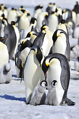 Image showing Emperor Penguins with chick