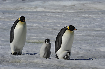 Image showing Emperor Penguins with chicks