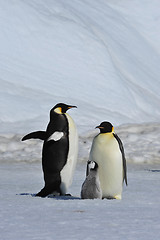 Image showing Emperor Penguins with chicks