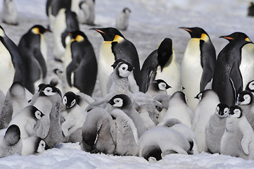 Image showing Emperor Penguins with chicks