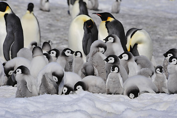 Image showing Emperor Penguins with chicks