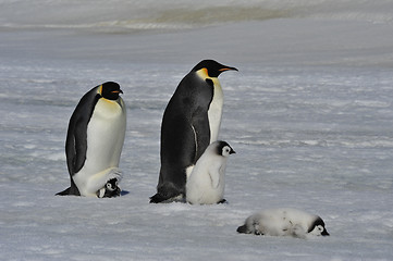 Image showing Emperor Penguins with chicks