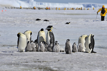 Image showing Emperor Penguins with chick