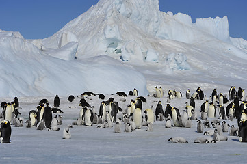 Image showing Emperor Penguins with chicks