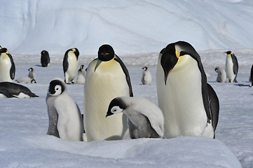 Image showing Emperor Penguins with chicks