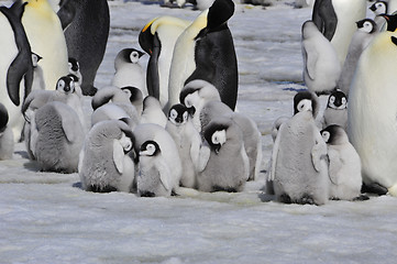 Image showing Emperor Penguins with chick