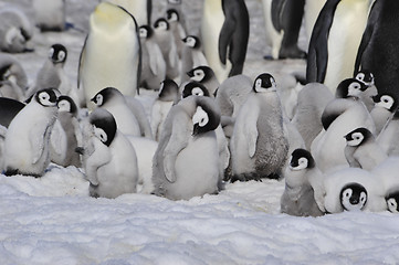 Image showing Emperor Penguins with chicks