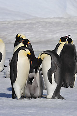 Image showing Emperor Penguins with chicks