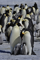 Image showing Emperor Penguins with chick