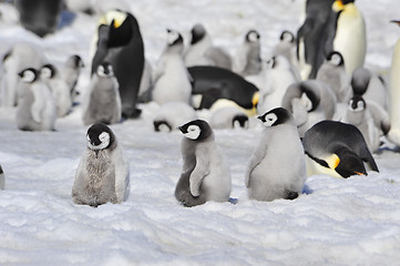 Image showing Emperor Penguins with chicks