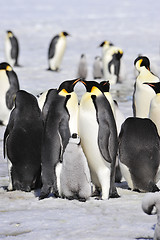 Image showing Emperor Penguins with chick