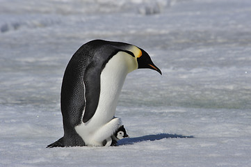 Image showing Emperor Penguin with chick