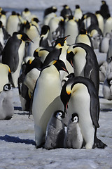 Image showing Emperor Penguins with chick