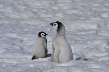 Image showing Emperor Penguin chicks in Antarctica