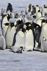 Image showing Emperor Penguins with chick