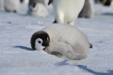 Image showing Emperor Penguin chicks in Antarctica