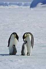 Image showing Emperor Penguins with chicks