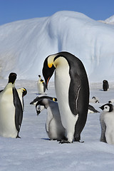 Image showing Emperor Penguins with chicks