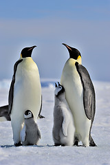 Image showing Emperor Penguins with chicks