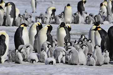 Image showing Emperor Penguins with chick