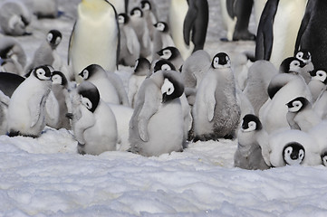 Image showing Emperor Penguins with chicks