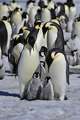 Image showing Emperor Penguins with chick